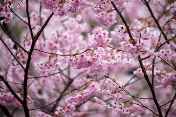 風景素材　早咲きの綺麗なハツミヨザクラ