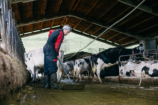 Male farmer cleaning stable with cows