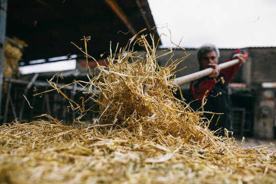 Male farmer working in barn