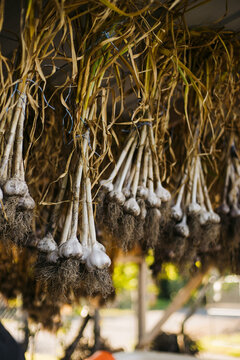 Hanging garlic in farm shed