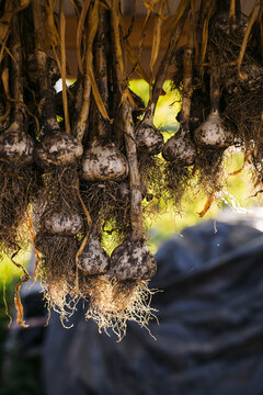 Hanging garlic in farm shed