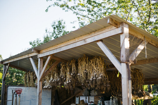 Hanging garlic in farm shed