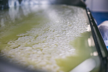 Container with curd and whey at cheesemaking factory