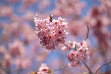 風景素材　早咲きの綺麗なハツミヨザクラ