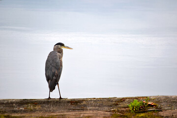 Grey Heron 02