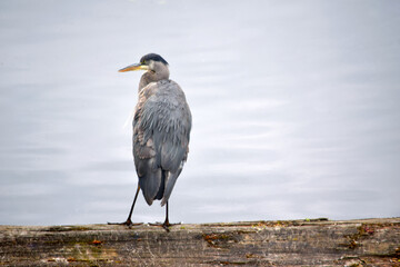 Grey Heron 03