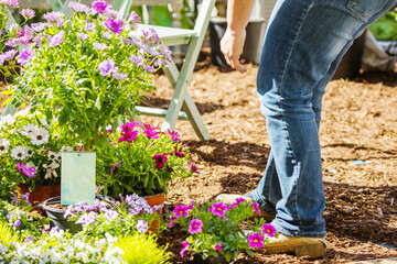 Midsection of a middle aged woman planting flowers in garden.