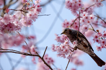風景素材　早咲きの綺麗なハツミヨザクラとヒヨドリ