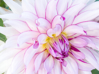 Fototapeta premium USA, Oregon, Canby, Clackamas County. Macro of a dahlia variety.