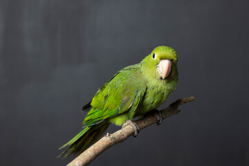 Green bird on branch with black background