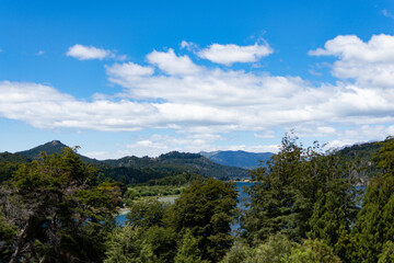 forest in the mountains