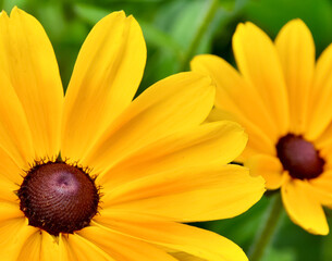 yellow flower closeup