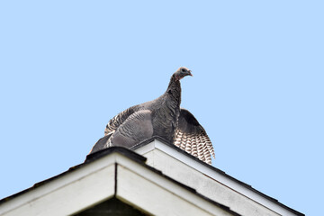 Turkey on a Roof 04