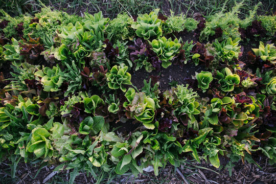 A mix of greens growing