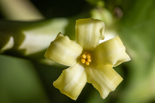 yellow Papaya flower in the garden