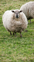 Ovejas con mucha lana en pradera de hierba verde