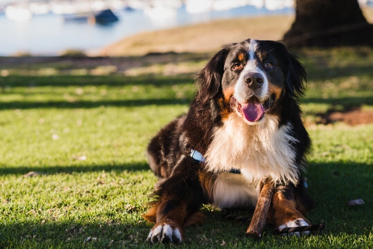 bernese mountain dog