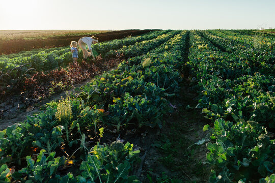 Farmer with kid harvesting basil in field
