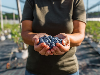 Crop farmer showing handful of blueberries