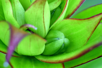 Green Lilium Bud 01