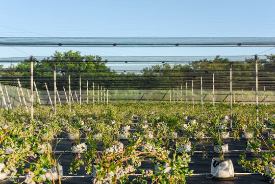 Rows of potted shrubs on farm