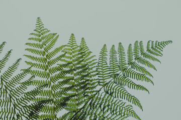 bracken or fern