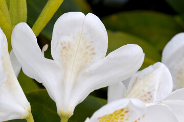 Fototapeta premium Backside Rhododendron