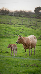 Vaca marrón y cría en pradera de hierba verde en Asturias