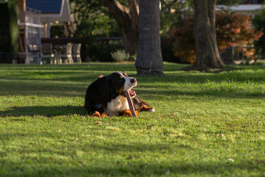 dog with stick