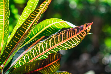 leaf in the jungle