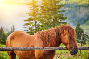 horse grazes in a mountain pasture where, after rain, green pastures in the alpine zone in the Carpathians are covered with a sea of fog. © Ryzhkov Oleksandr