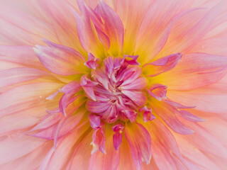 Fototapeta premium USA, Oregon, Canby, Clackamas County. Macro of a dahlia variety.