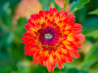 USA, Oregon, Canby, Clackamas County. Close-up of a dahlia variety.