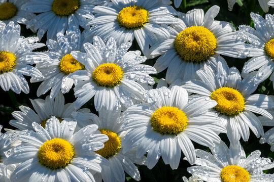 White daisies, USA