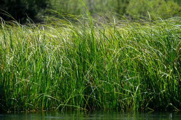 Obraz premium Grass along Deschutes River, Bend, Oregon, USA