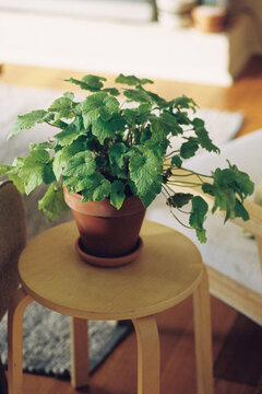 Piggy Back Plant