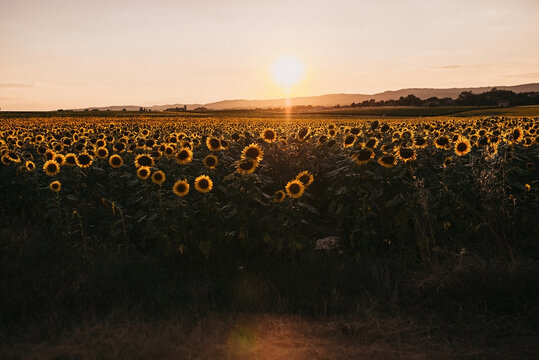 French field full of sunflowers while sun is setting