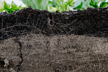 Profile of garden bed with root detail