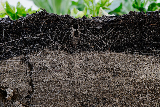 Profile of garden bed with root detail