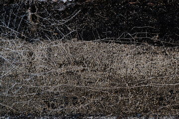 Garden bed with root detail