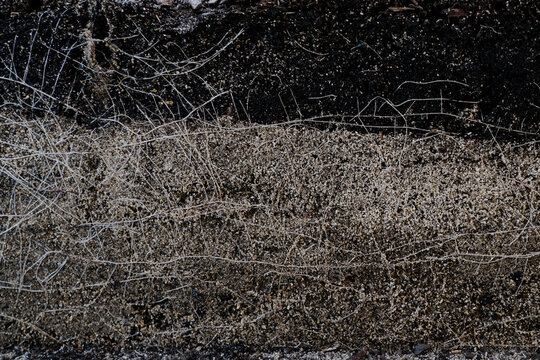 Garden bed with root detail