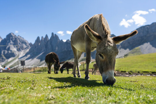 Donkeys on the Italian Dolomites, European Alps area