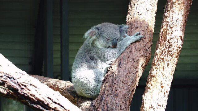 Adorable Koala Sleeping On A Gum Tree At Taronga Zoo In Sydney, New South Wales. full shot