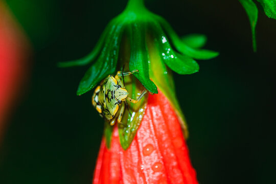 green bug closeup