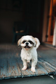 Shih tzu dog standing on the front porch