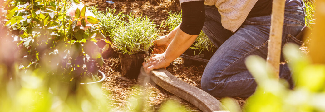 Midsection Of A Middle Aged Woman Planting Flowers In Garden.