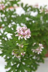 Pelargonium graveolens 'Lady Plymouth', Scented Geranium, Old Fashioned Rose Geranium flowers