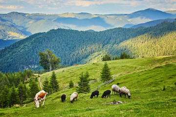 Brown and white cows on a beautiful green alpine meadow in Austria. Mountains on background.