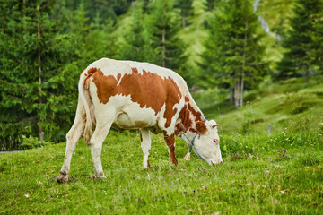 Fototapeta na wymiar Brown and white cows on a beautiful green alpine meadow in Austria. Mountains on background.