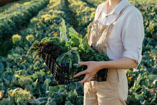 Farmer carrying box with fresh greens in field